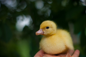 little duckling