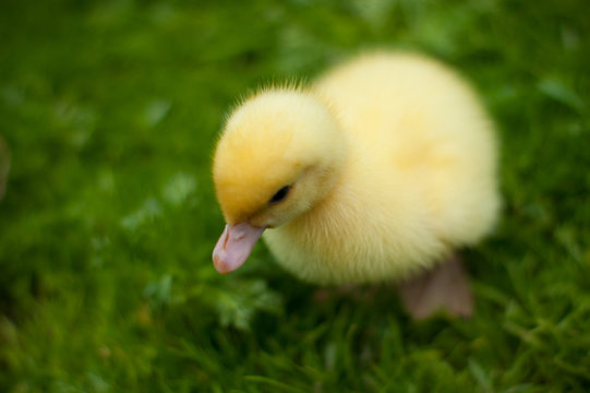 little duckling