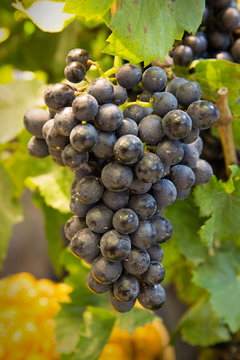 Sunlight Bunch of fresh red grapes with green leaf