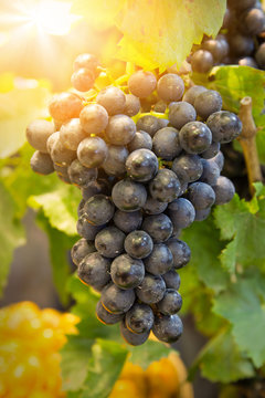 Sunlight Bunch of fresh red grapes with green leaf