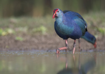 Grey-headed swamphen -Colorful Bird 