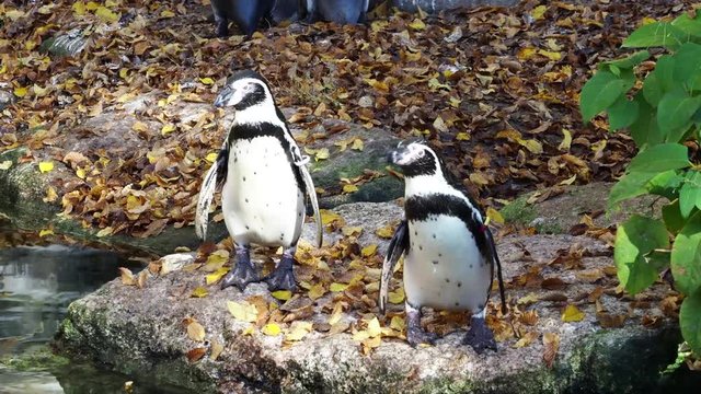 Humboldt-Pinguin - Spheniscus humboldti