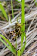 nice grasshopper close- up