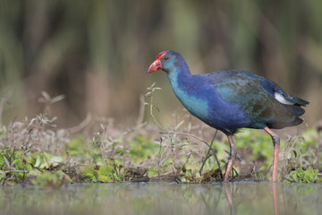 Grey-headed swamphen -Colorful Bird 