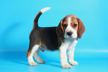 2 month pure breed beagle Puppy on light blue screen
