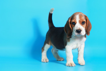 2 month pure breed beagle Puppy on light blue screen
