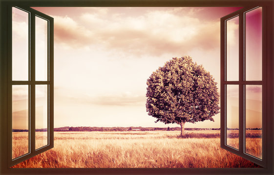 Isolated tree in a tuscany wheatfield senne from a window - (Tuscany - Italy) / Concept image image