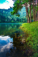 Obraz premium Beautiful tropical pine forest nature background