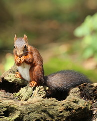 Ecureuil roux.