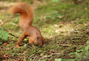 Ecureuil roux.