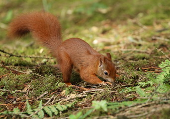 Ecureuil roux.