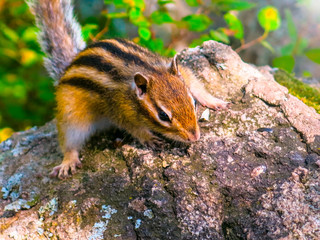 The chipmunk  climbed a stone
