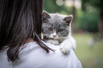 The gray kitten sprawled on the shoulder