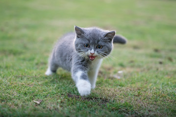 Naklejka na ściany i meble gray British shorthair cats, outdoor grass