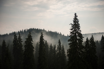 Mountain landscape with pine trees and fog