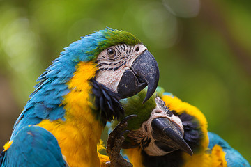 Blue & Gold Macaw concept love