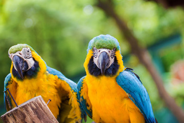 Blue & Gold Macaw concept love