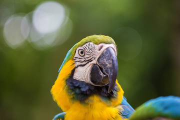 Soft focus Blue & Gold Macaw parrot face