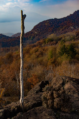 Albero su torbiera