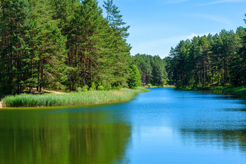 Lake surrounded by forest