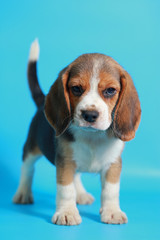 2 month pure breed beagle Puppy on light blue screen