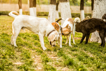 Fototapeta premium four dogs playing in the park