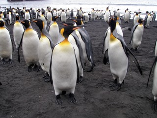 Obraz premium King penguins