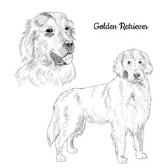 Golden Retriever dog hand drawn sketch. Retriever dog portrait.