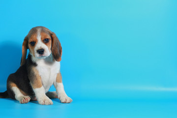 2 month pure breed beagle Puppy on light blue screen