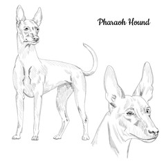 Pharaoh hound sketch isolated. Hand drawn dog portrait of rare breed.