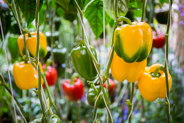 Bell pepper on the tree