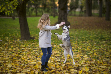 Obraz premium Girl and Husky dog having fun against the background of autumn park