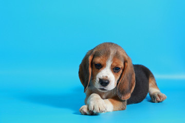 2 month pure breed beagle Puppy on light blue screen