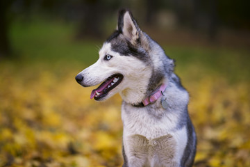 Gray hussy dog in the autumn park looks in the side