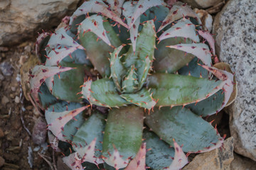 Aloe with thorns