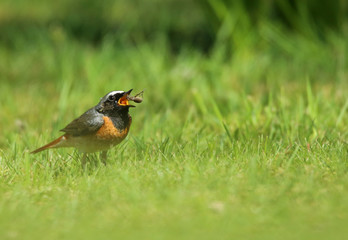 Rouge queue à front blanc (mâle)