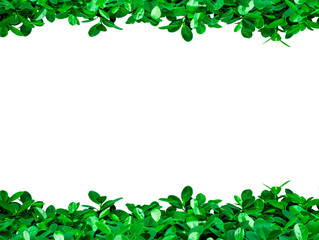 Green leaves on white background with copy space for text and picture, just add your own text. Use for advertising design brochure organic or beauty products