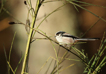 M&eacute;sange &agrave; longue queue.