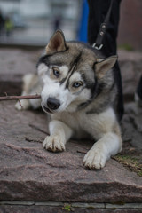 Dog in the street on a summer day