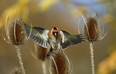 Chardonneret élégant.
