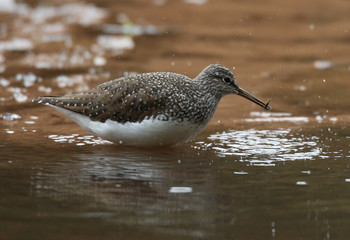 Chevalier guignette.