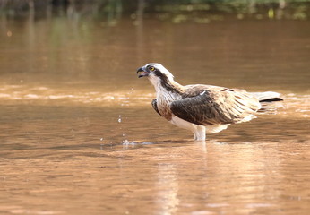 Le balbuzard pêcheur.