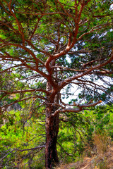 Branches Of A Conifer