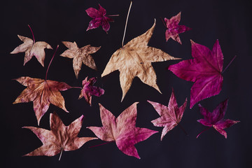 紅葉 落ち葉 枯れ葉 Wall Mural Wallpaper Murals Wallsheaven Tk6