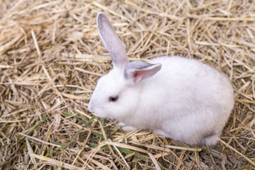 Cute white young rabbit eating green grass on dry grass