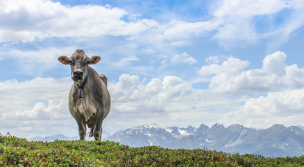 Naklejka premium ow in front of a beautiful mountain panorama in the beautiful landscape of tyrol