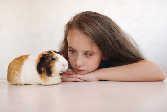 Little Beautiful Girl With Guinea Pig