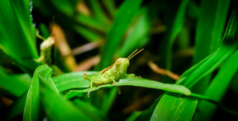 Grasshopper on branch, Macro shot