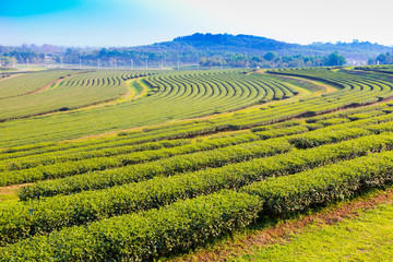 Fototapeta na wymiar Green tea plantation landscape