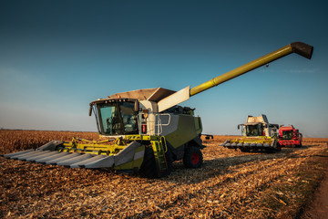 Fototapeta premium Harvesting in big numbers